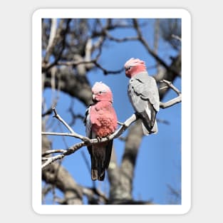 Australian Galahs Sticker